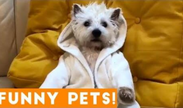 小狗狗可爱视频,小狗狗可爱视频集锦