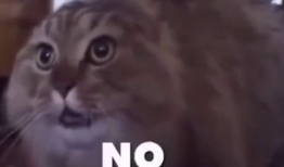 可笑视频,盘点那些让人捧腹大笑的搞笑视频